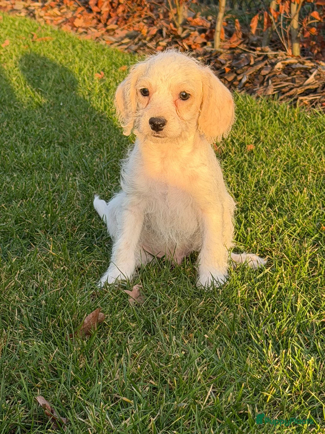 Maltipoo honden te koop: Leuke maltipoo pups  - Advertentie 7