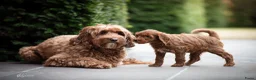 Australian Labradoodle honden te koop: Nog 2 bijzondere reutjes op zoek naar hun huisje - Advertentie 8
