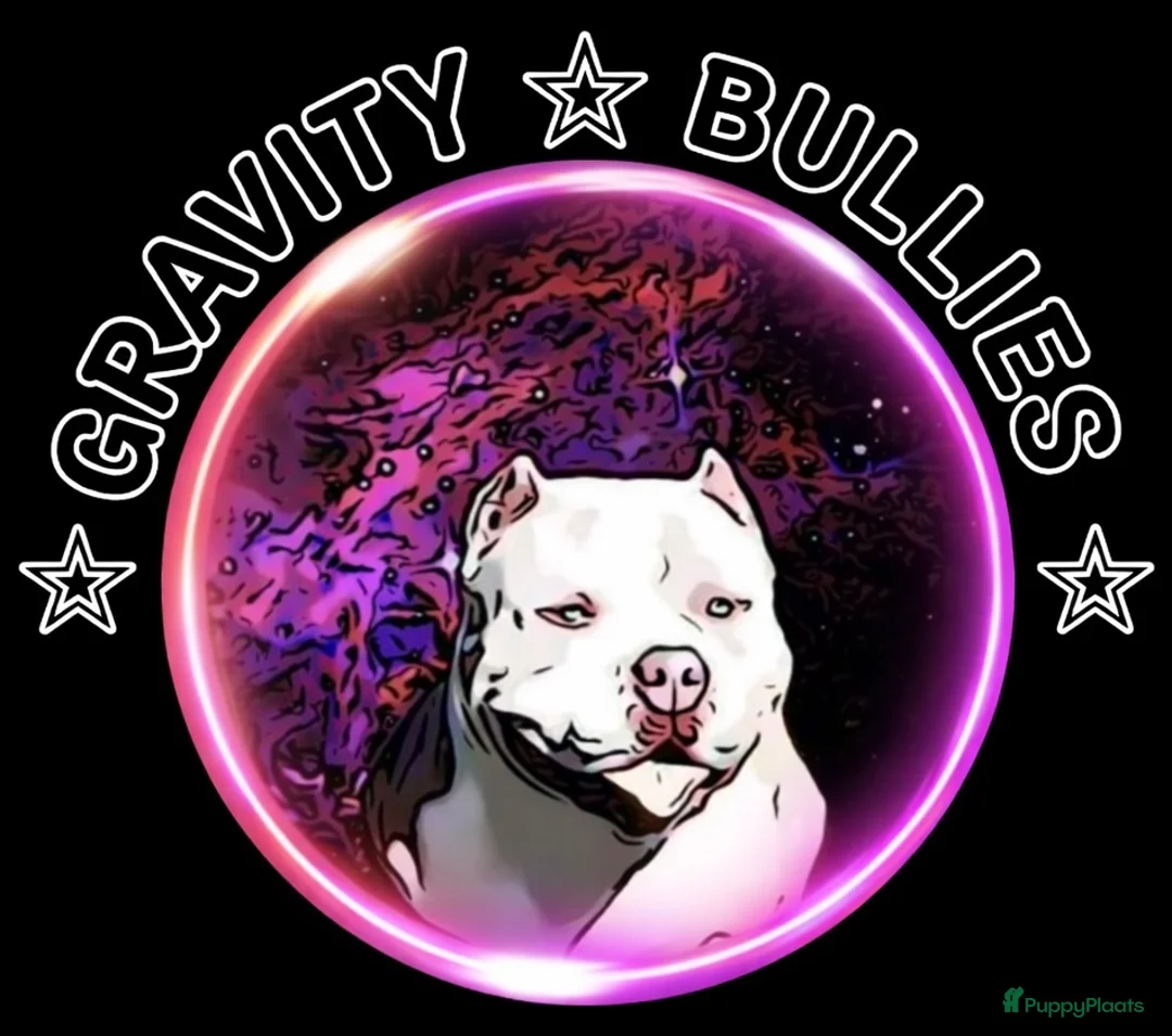Amerikaanse Bully honden te koop: American Bully pocket pups verwacht eind 2026 - Advertentie 22