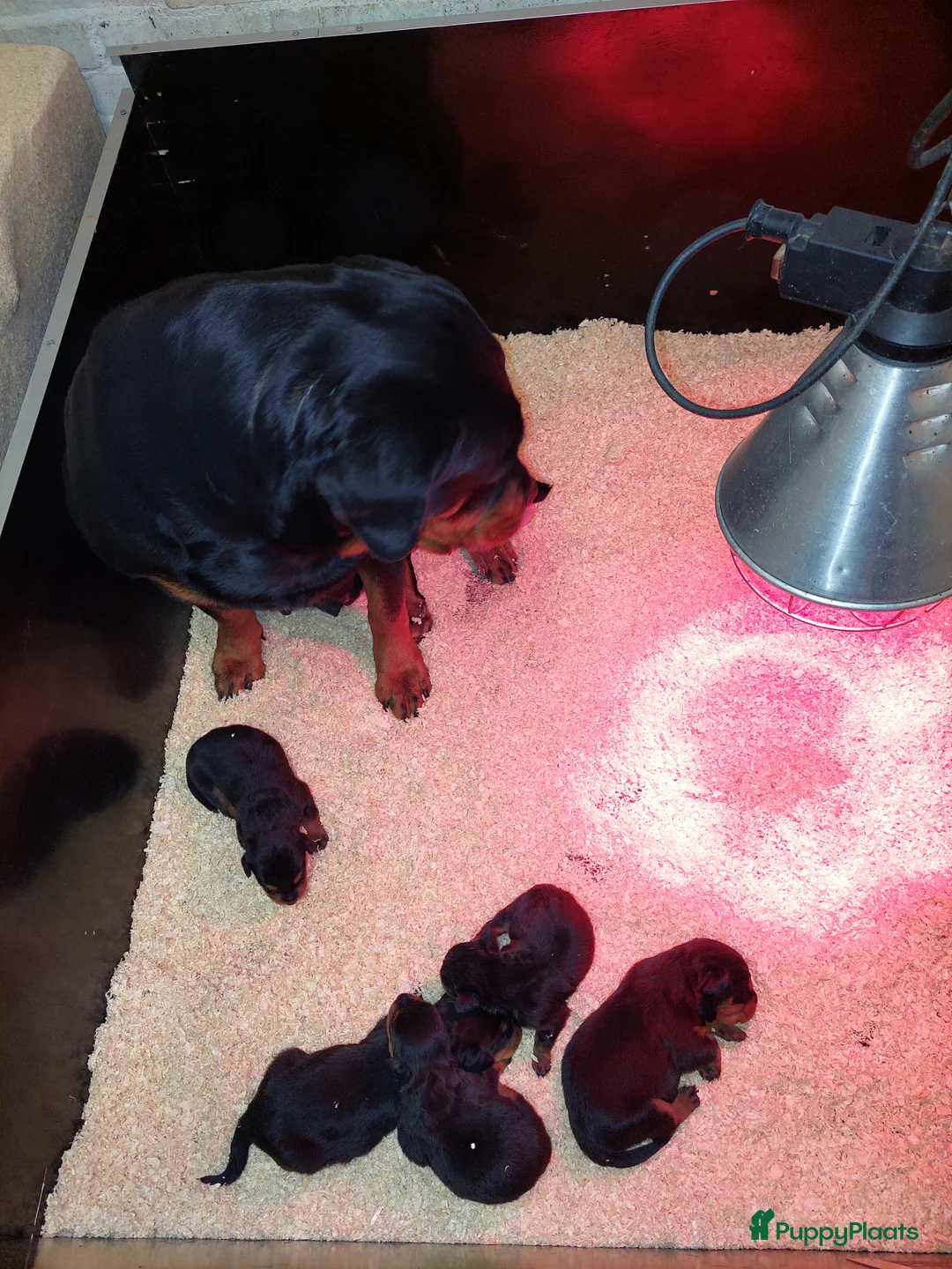 Rottweiler honden te koop: Rottweiler teef pup  - Advertentie 2