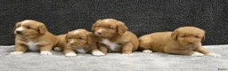 Nova Scotia Duck Tolling Retriever honden te koop: Nova Scotia Duck Tolling Retriever pups # Toller - Advertentie 3