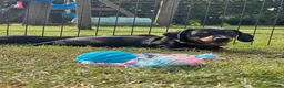 Teckel (korthaar)  honden te koop: Mooie black & tan teckelreutje - Advertentie 6