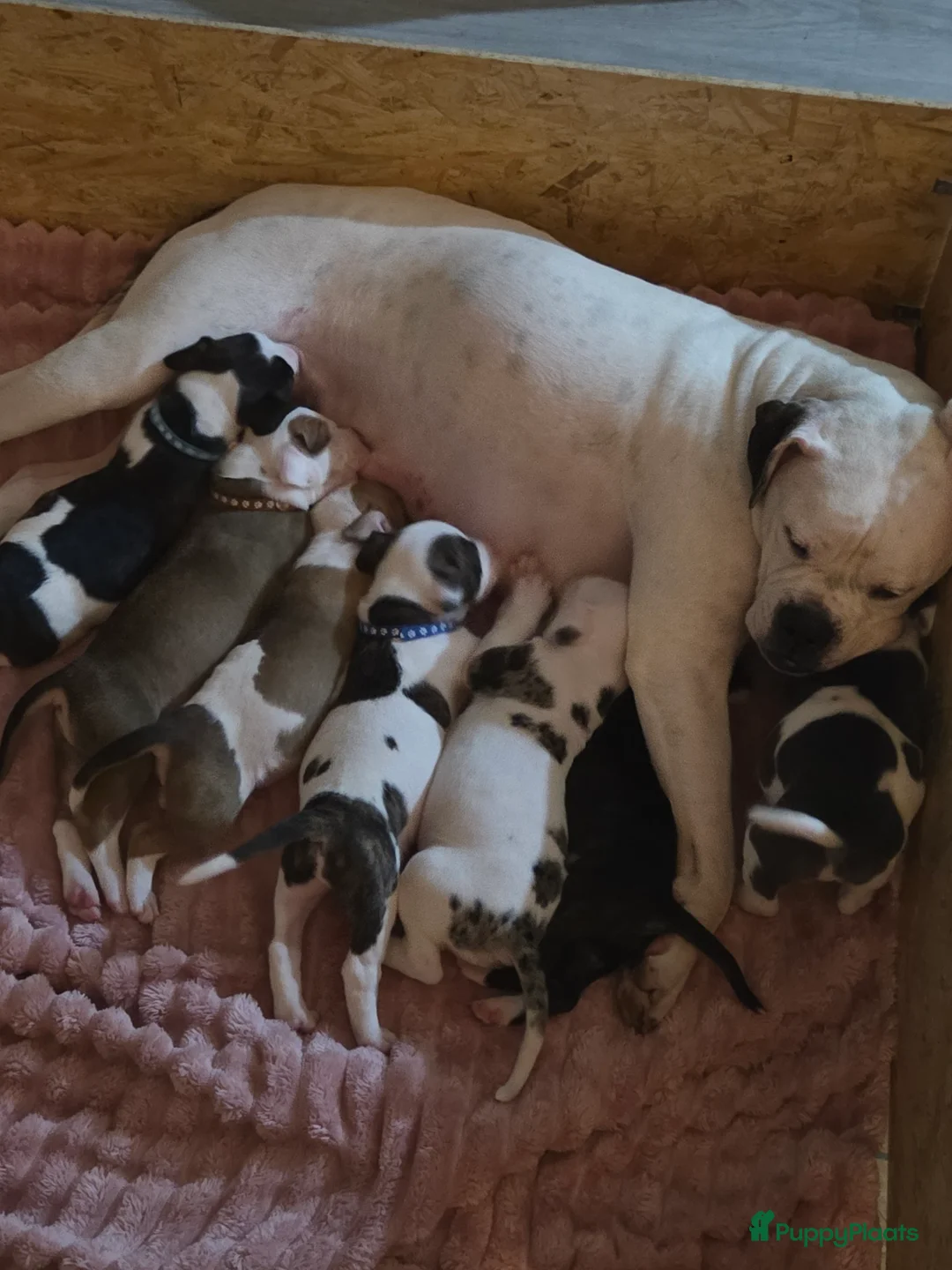 Kruising honden te koop: Puppy's te koop - Advertentie 3