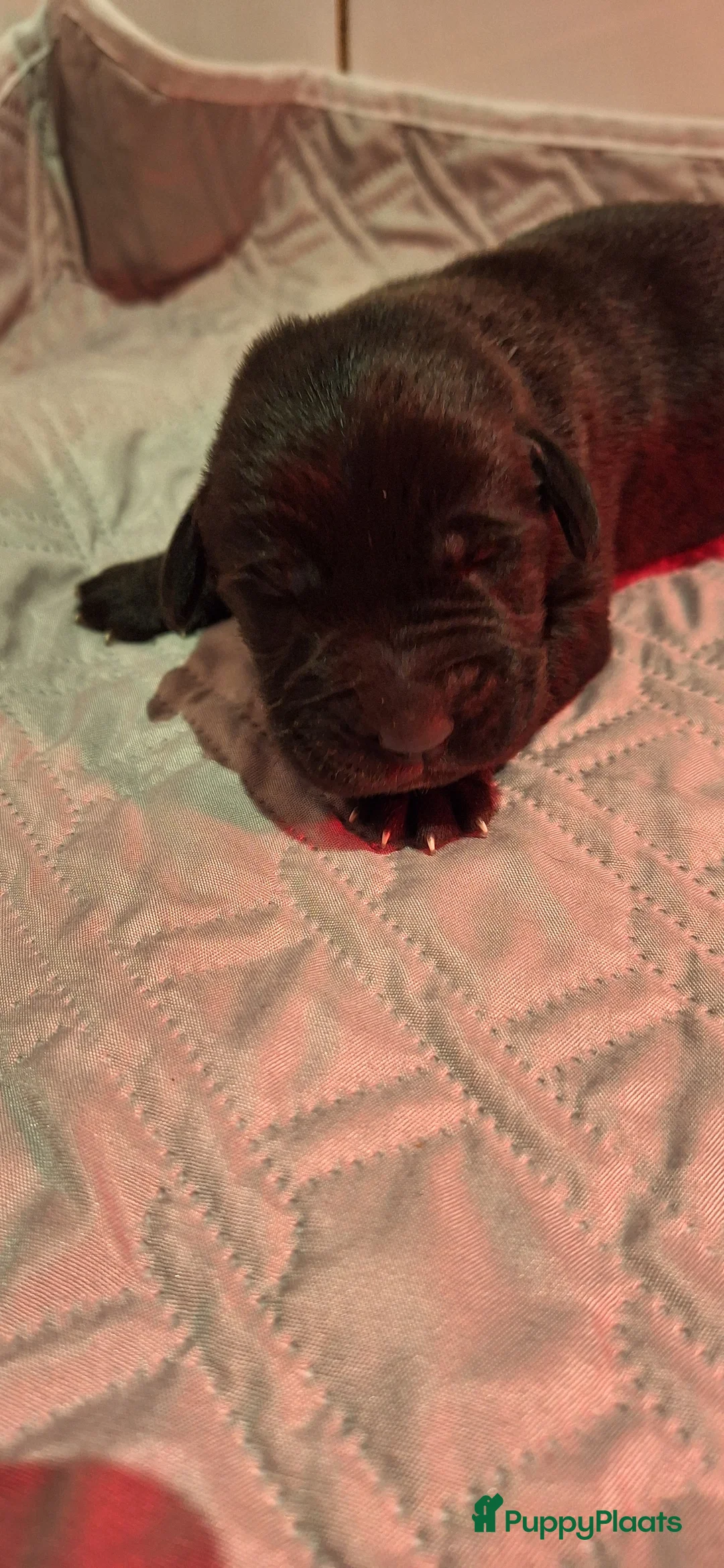 Labrador Retriever honden te koop: Gezonde en liefdevolle labrador pups - Advertentie 2