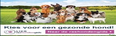 Labrador Retriever 4