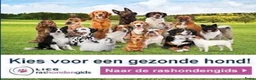Labrador Retriever honden te koop: STAMBOOM ZWARTE FIELDTRIAL LABRADOR PUPS - Advertentie 26