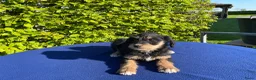 Labradoodle honden te koop: Doodle Pups - Advertentie 14