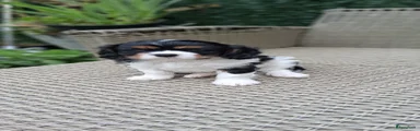 Cavalier King Charles Spaniel Puppy 1