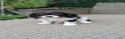 Cavalier King Charles Spaniel honden te koop: Zeer lieve vriendelijke cavalier king charel - Advertentie 5