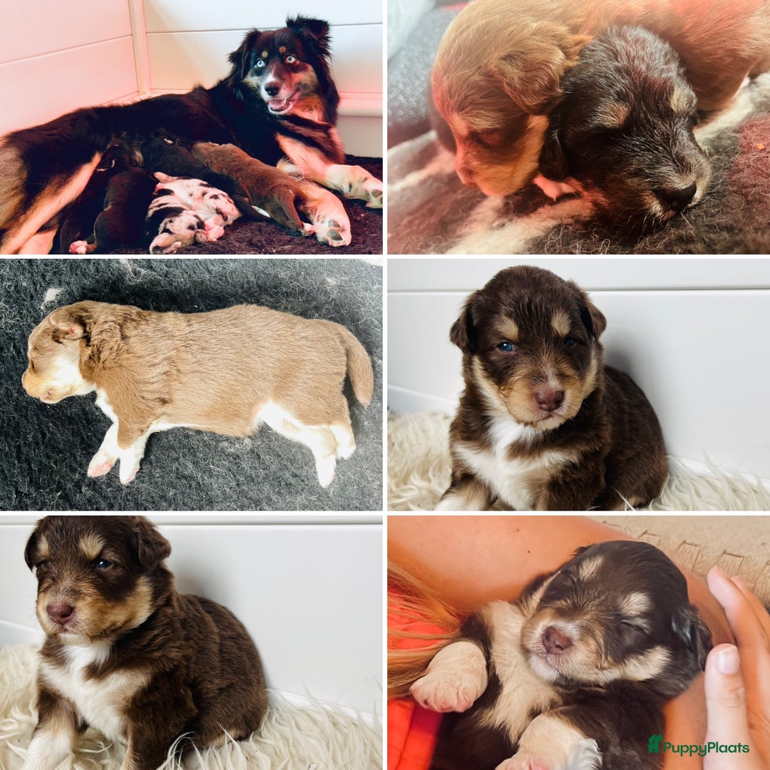 Australian Shepherd honden te koop: Prachtige pups Australian shepherd X Pomsky  - Afbeelding 8
