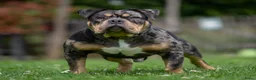 Amerikaanse Bully honden ter dekking: American Bully pocket dekreu  - Advertentie 7