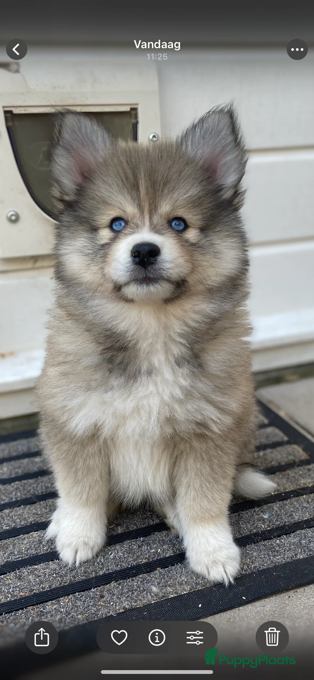 Pomsky honden te koop: Lieve pomsky pups  - Advertentie 7