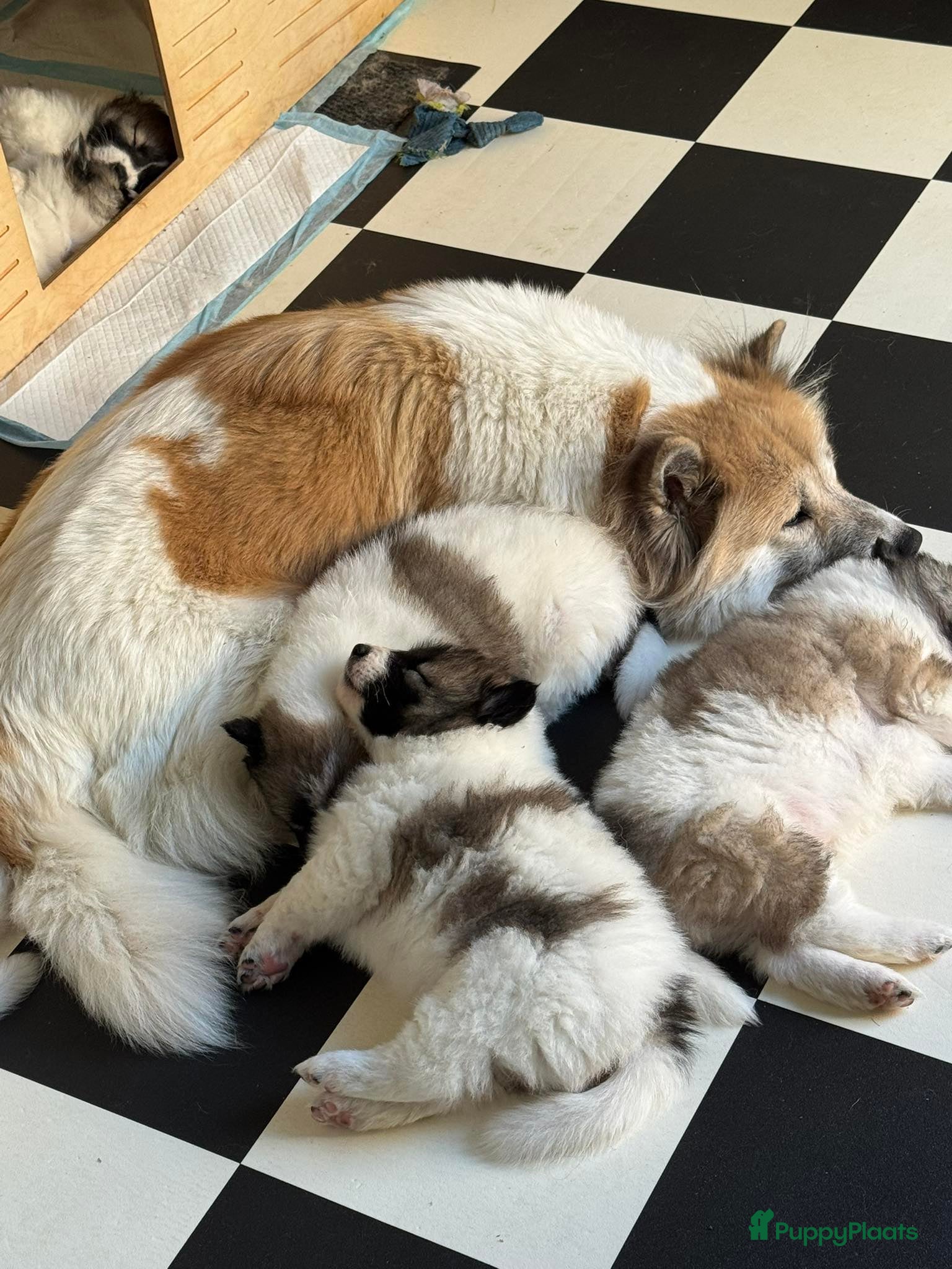 Thai Bangkaew Dog honden Thai Bangkaew Dog puppies - Advertentie 1