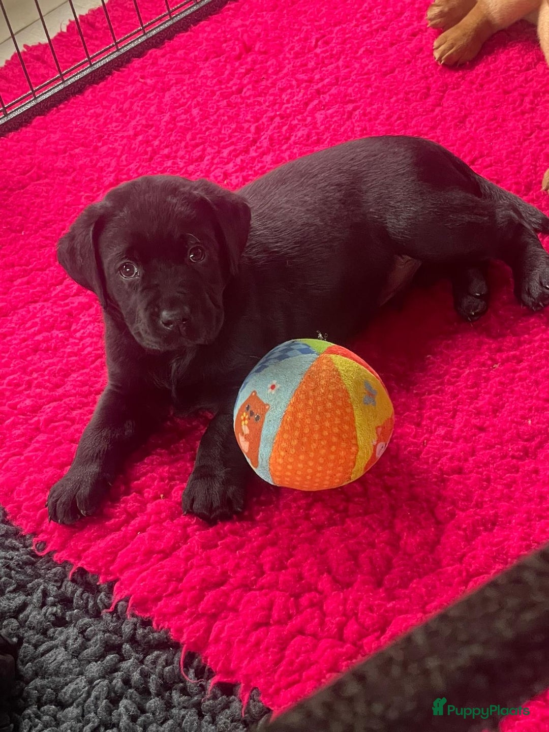 Labrador Retriever honden te koop: NEST AANKONDIGING LABRADOR PUPS - Advertentie 16