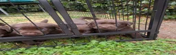 Labrador Retriever honden te koop: Prachtige super sociale labrador pups  - Advertentie 9