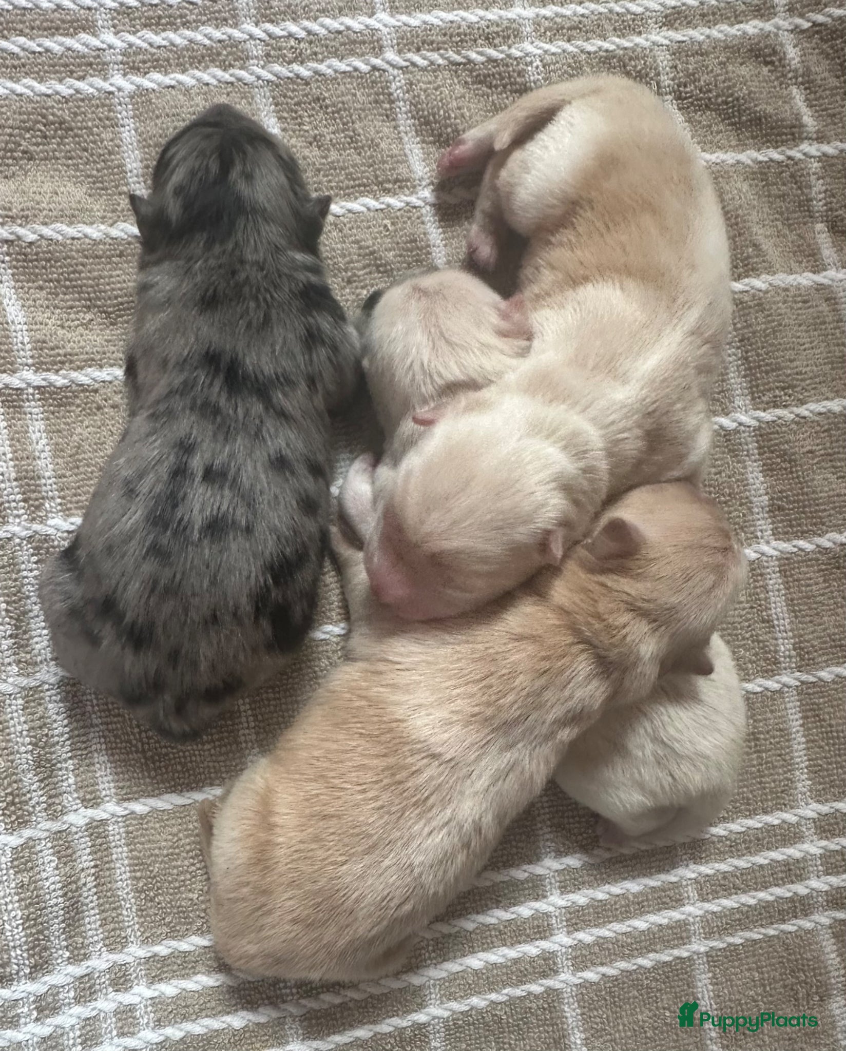 Chow Chow honden Mooie Chow Chow pups geboren - Advertentie 1