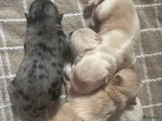 Chow Chow honden Mooie Chow Chow pups geboren - Advertentie 2