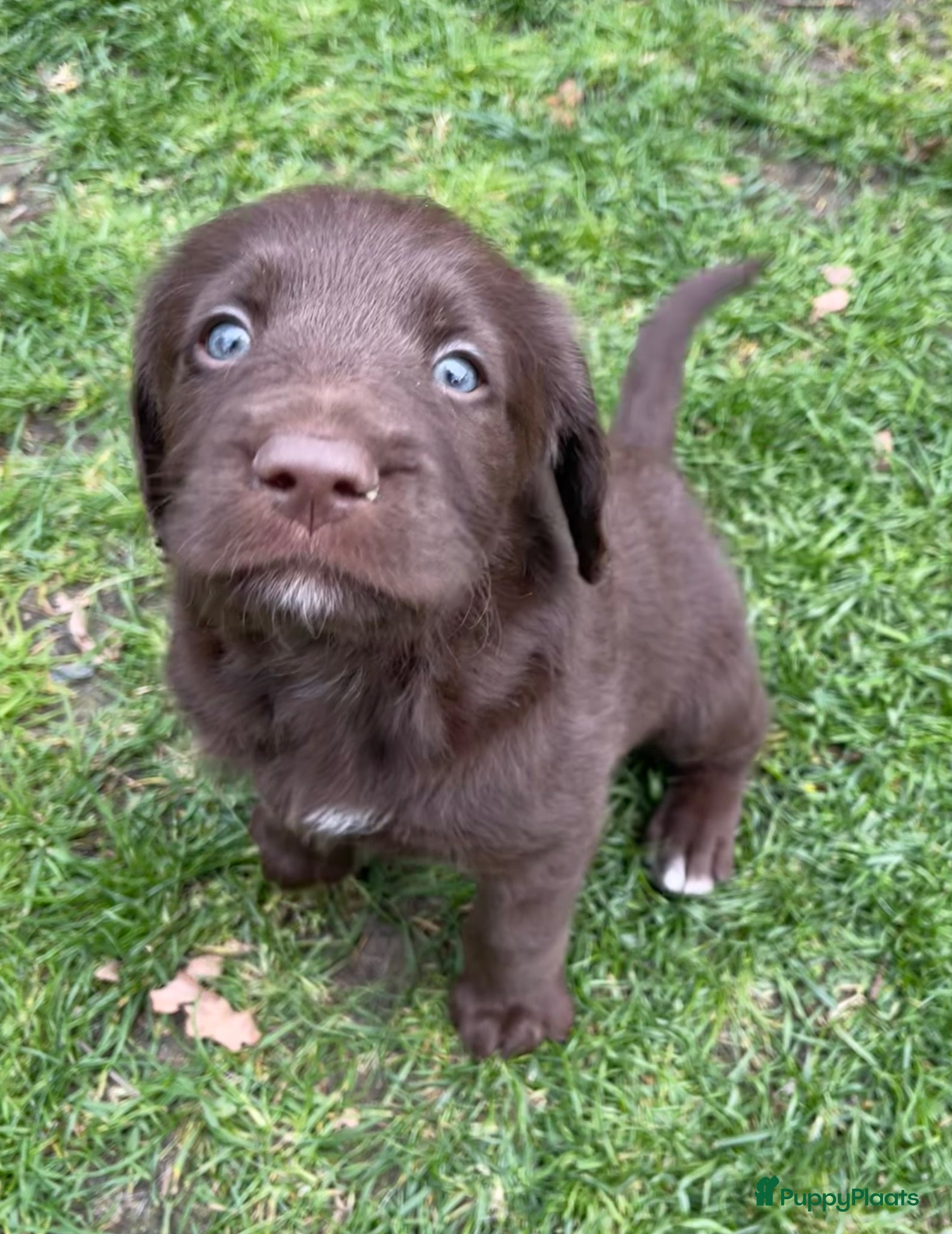 Labradoodle honden 5 unieke Labradoodles bruin met witte aftekeningen - Advertentie 3