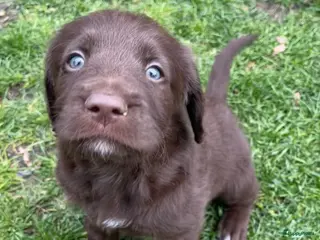 Labradoodle honden 5 unieke Labradoodles bruin met witte aftekeningen - Advertentie 3