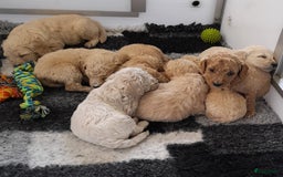Labradoodle honden te koop: Labradoodle pups - Afbeelding 3