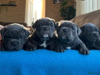 Old English Bulldog honden Super lieve Old English Bulldog pups - Advertentie 6