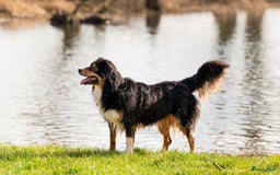 Nova Scotia Duck Tolling Retriever honden te koop: Toller x Australian Shepherd pups in Maurik - Afbeelding 10