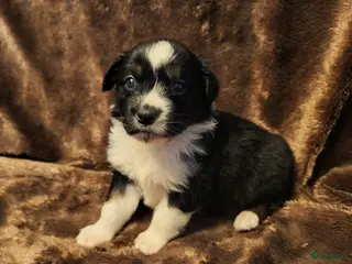 Australian Shepherd honden Aiustralian Shepherd teefje met FCI Stamboom - Advertentie 1