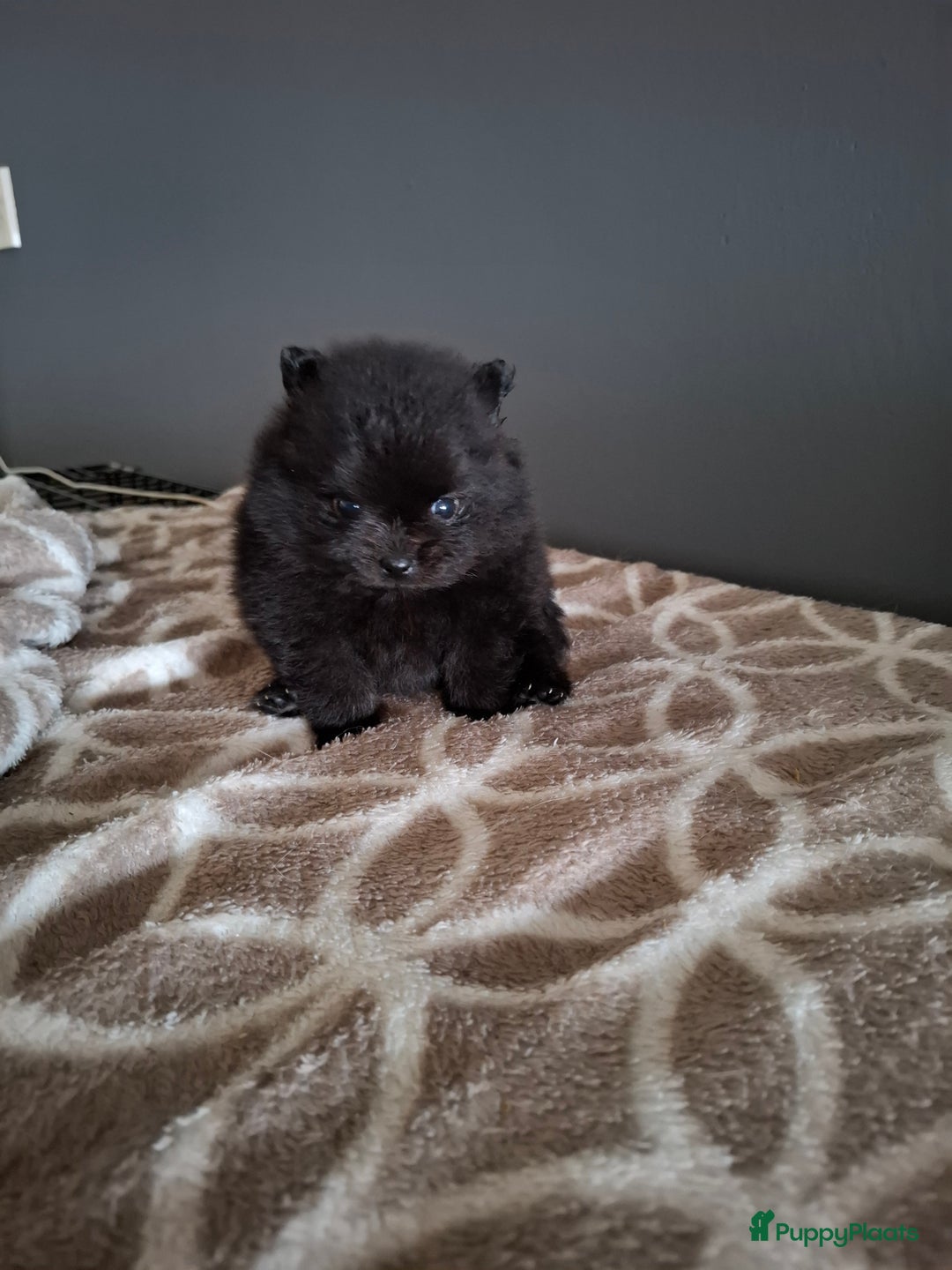 Pomeriaan honden te koop: Pomeranian pups met stamboom en geteste ouders  - Afbeelding 11