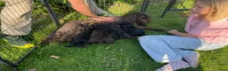 Australian Labradoodle honden te koop: Labradoodle pups - Advertentie 17