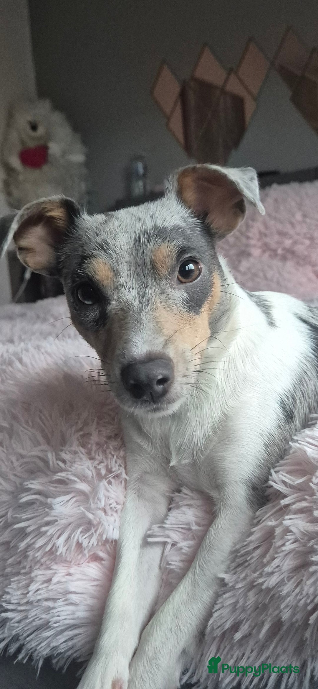 Jack Russel Terriër honden te koop: Laag being kort harige mini jackrussel pups - Advertentie 2