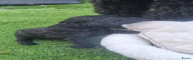 Labradoodle 6