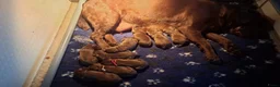 Labrador Retriever honden te koop: Bruine labrador pups verwacht  - Advertentie 2