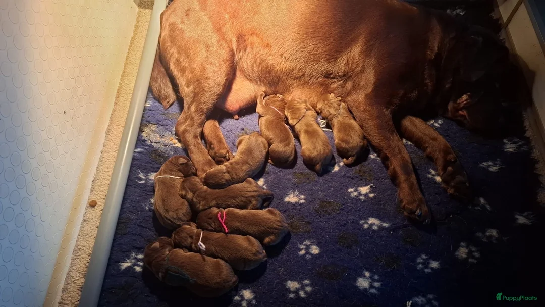 Labrador Retriever honden te koop: Bruine labrador pups verwacht  - Advertentie 2