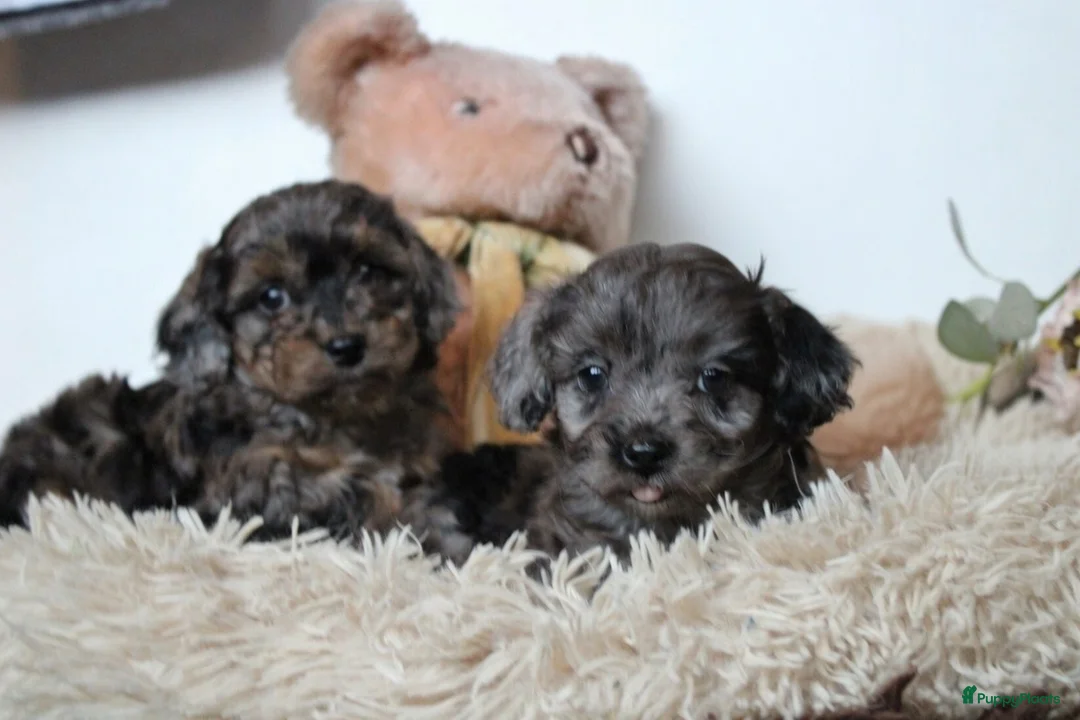 Maltipoo honden te koop: Prachtige Maltipoo puppy’s 🩷 - Advertentie 4