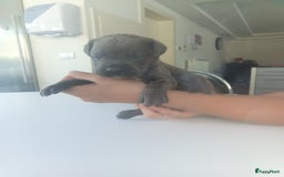 Cane Corso honden te koop: Cane corso pups - Afbeelding 7