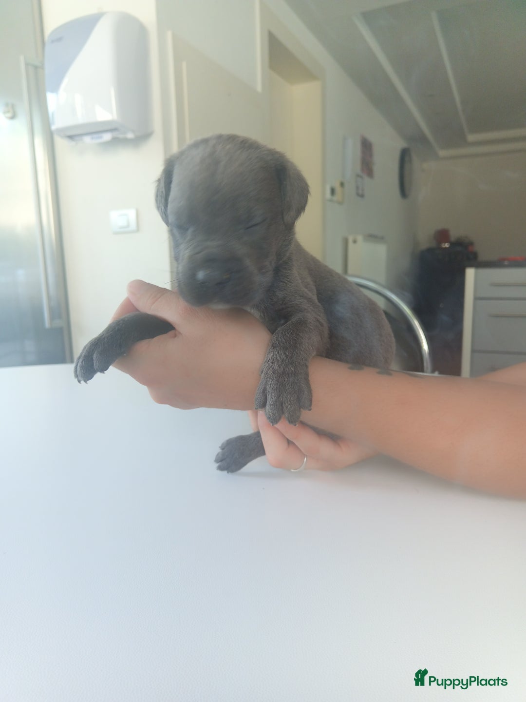 Cane Corso honden te koop: Cane corso pups - Afbeelding 7