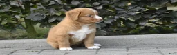 Nova Scotia Duck Tolling Retriever honden te koop: Nova Scotia Duck Tolling Retriever pups # Toller - Advertentie 22
