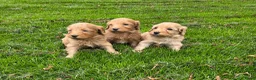 Kruising honden te koop: Labradoodle pups kleine medium F4 reutjes - Advertentie 2