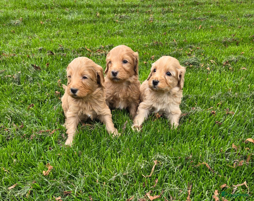 Kruising honden te koop: Labradoodle pups kleine medium F4 reutjes - Advertentie 2