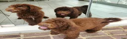 Labradoodle honden te koop: prachtige choco f4 multigen labradoodle pups - Advertentie 17