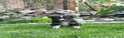 Australian Shepherd honden te koop: Australian Shepherd puppy’s - Advertentie 18