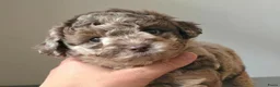 Poedel Toy honden te koop: UNIEK - choco merle dwerg poedel teefje - STAMBOOM - Advertentie 4