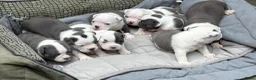 Old English Bulldog honden te koop: Prachtige Old English Bulldog pups - Advertentie 3