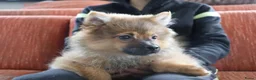 Keeshond honden te koop: Lieve Pommeriaan pups te koop - Advertentie 3