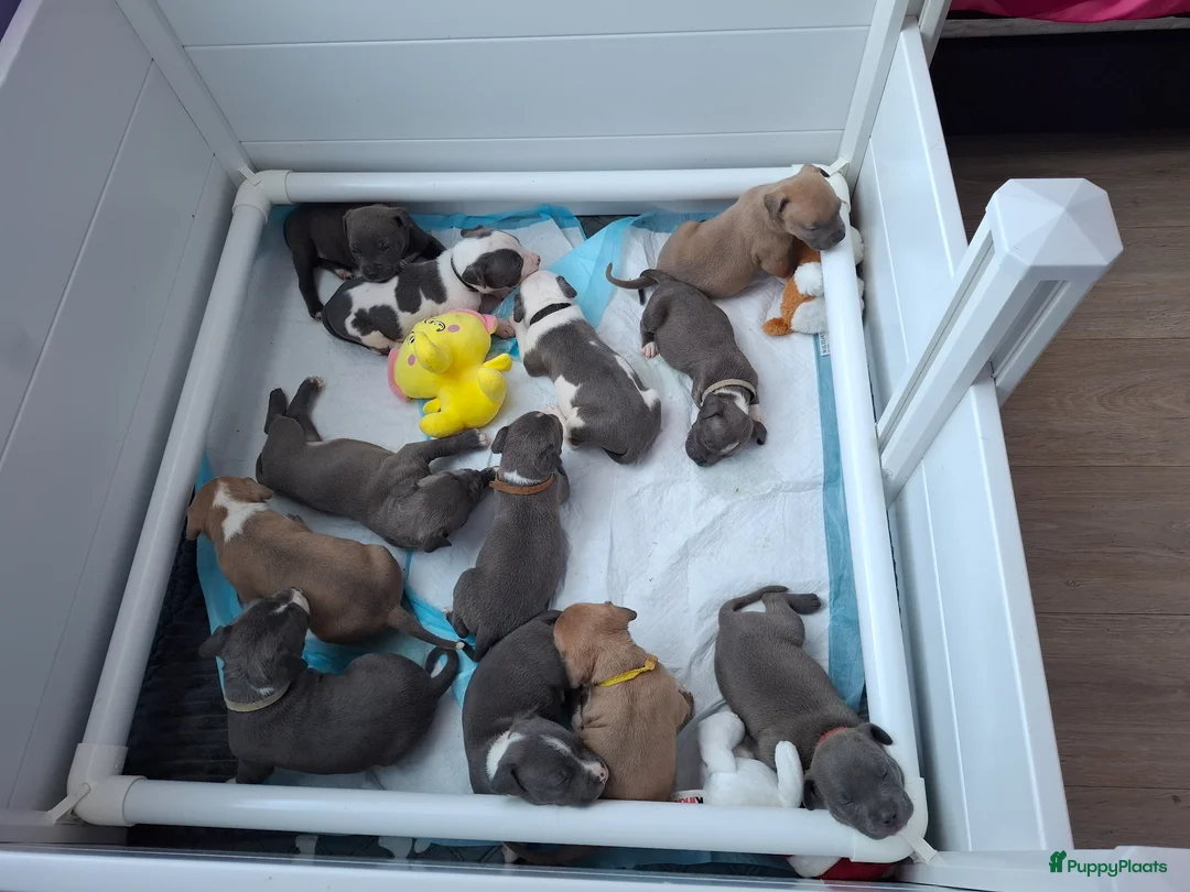 American Staffordshire Terriër honden te koop: American Staffordshire Terrier-pups - Advertentie 2