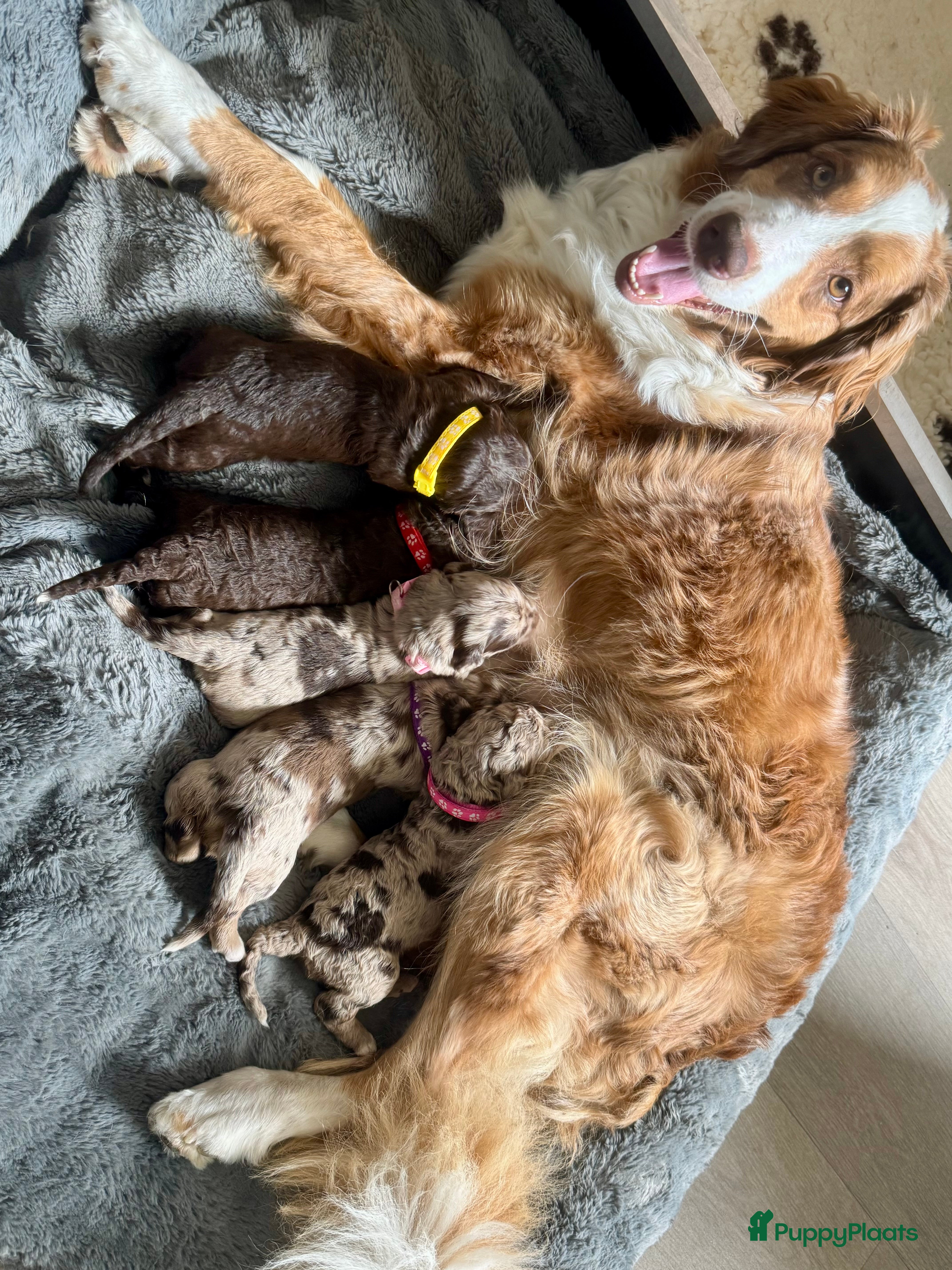 Kruising honden Aussiedoodles uit geteste ouders  - Advertentie 2