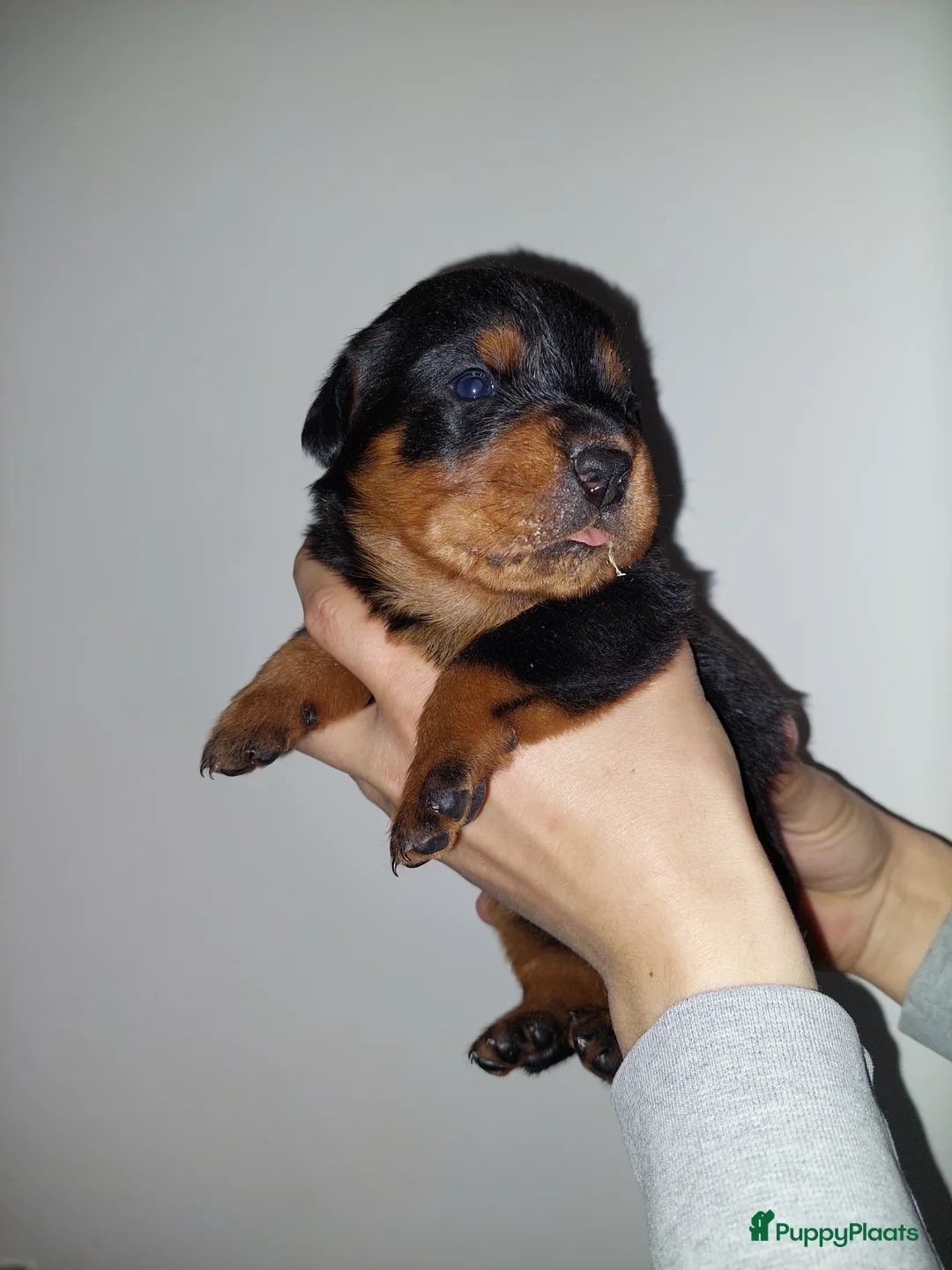 Rottweiler honden te koop: Laatste rottweiler teef pup  - Advertentie 2