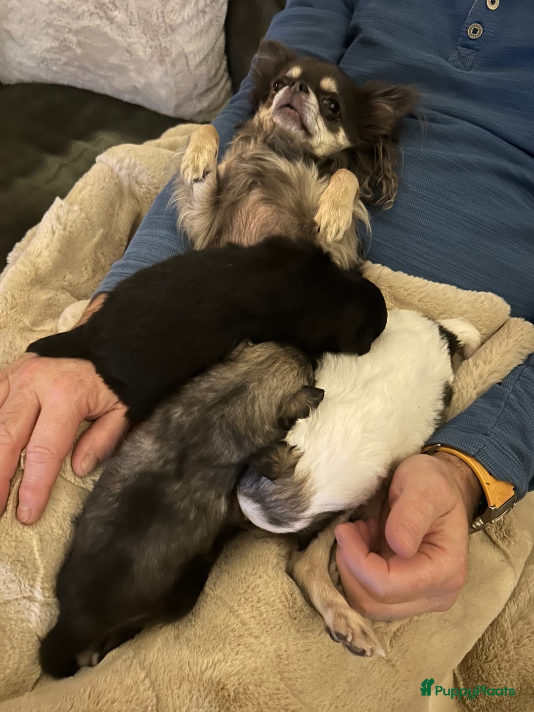 Pomchi honden te koop: Pomchi reutje - Advertentie 21