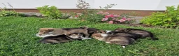 West Siberische Laika honden te koop: Oost Siberische Leica reu te koop - Advertentie 7