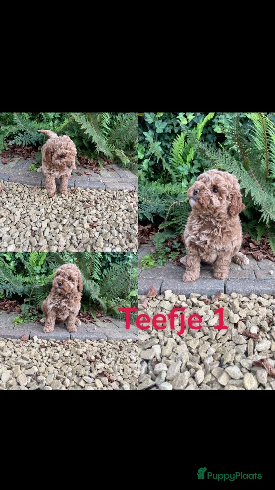 Australian Labradoodle honden 3 prachtige Australian labradoodles  - Advertentie 10